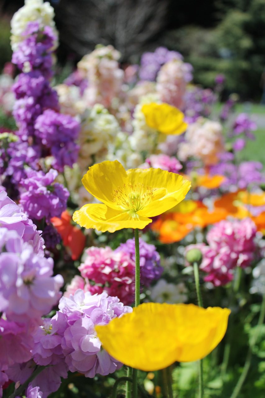 A New Spring Flower Project